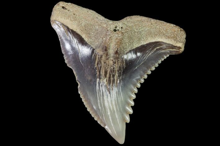 Hemipristis Shark Tooth Fossil - Virginia #91703